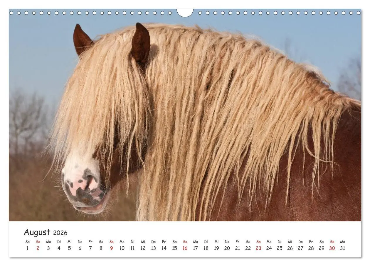 Bild: 9783457982020 | Kaltblut - schwere Pferde mit Herz (Wandkalender 2026 DIN A3 quer),...