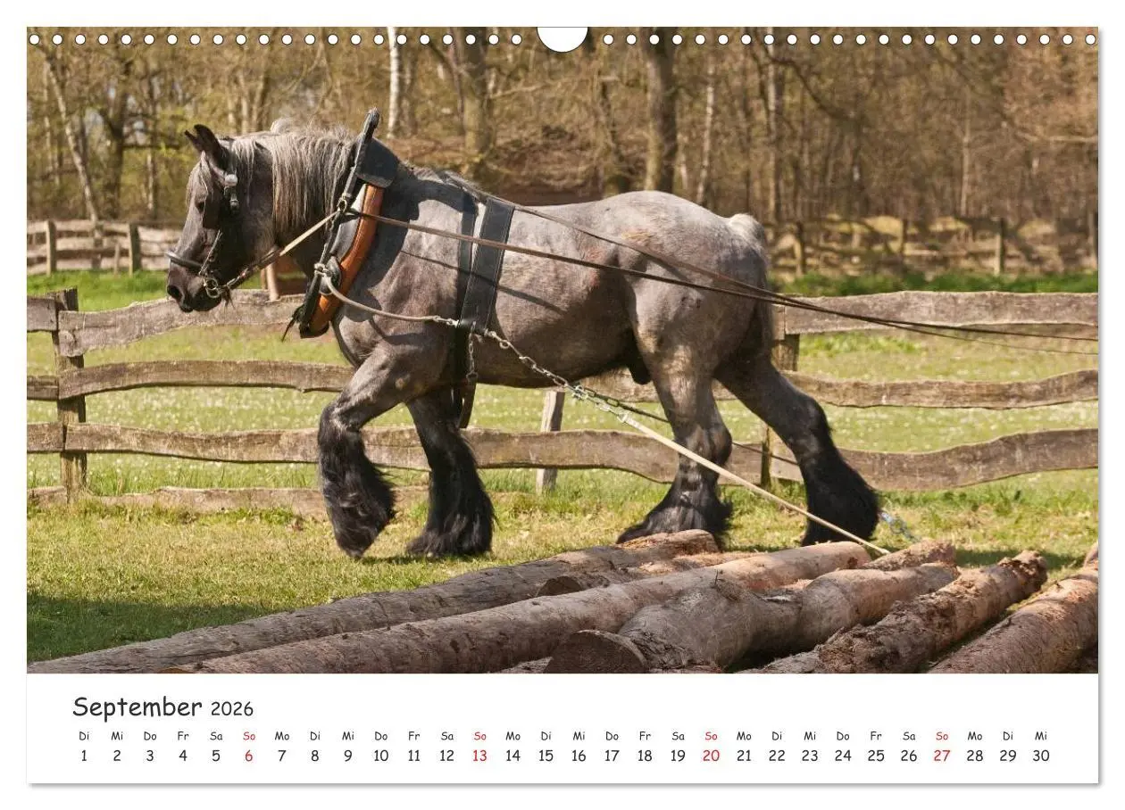 Bild: 9783457982020 | Kaltblut - schwere Pferde mit Herz (Wandkalender 2026 DIN A3 quer),...