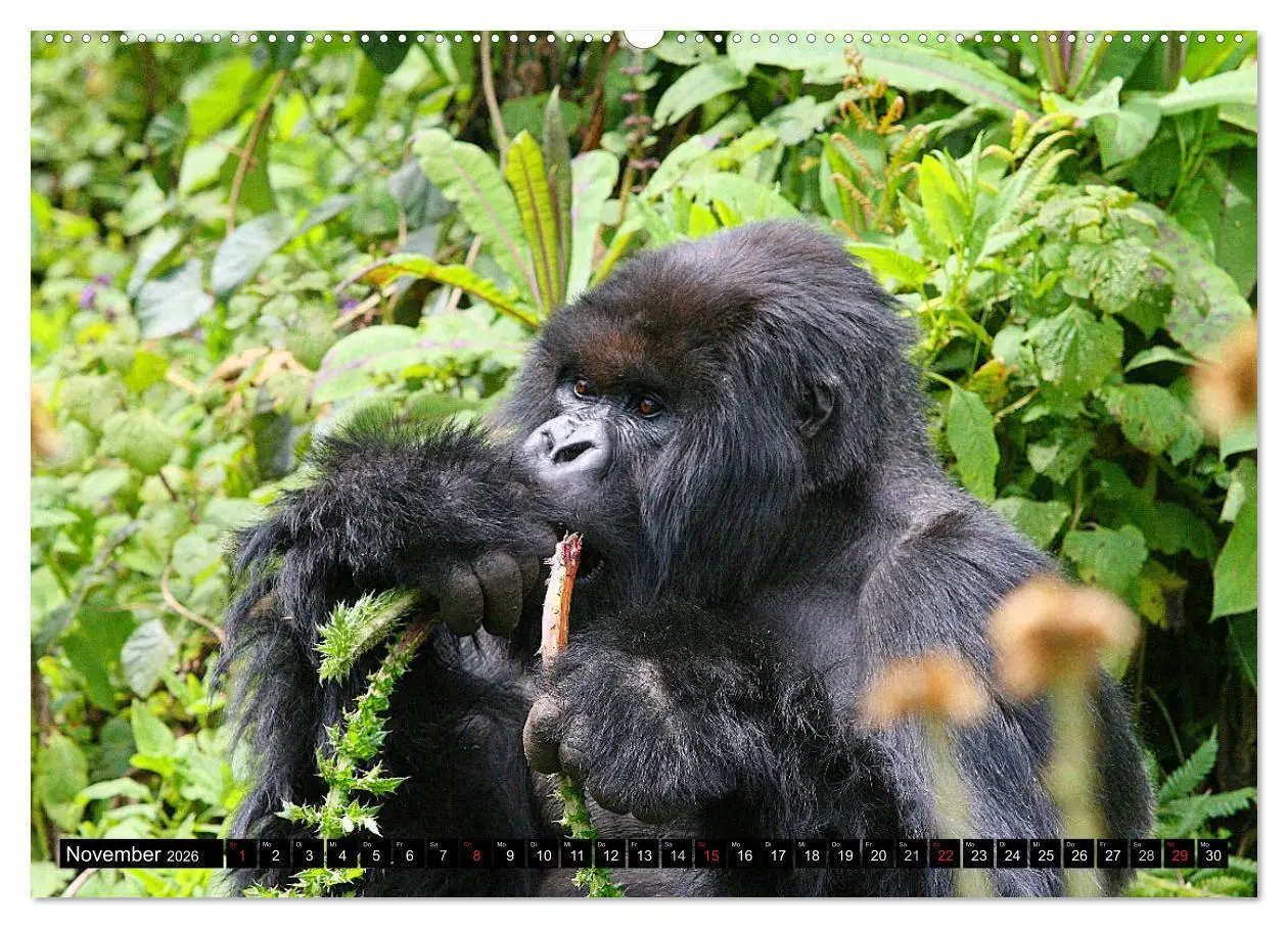 Bild: 9783516142020 | Berggorillas - die sanften Riesen (Wandkalender 2026 DIN A2 quer),...