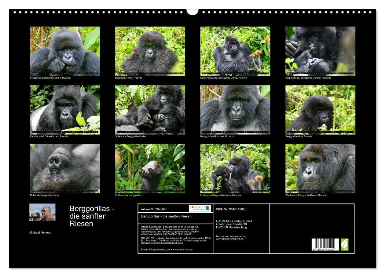 Bild: 9783516142020 | Berggorillas - die sanften Riesen (Wandkalender 2026 DIN A2 quer),...