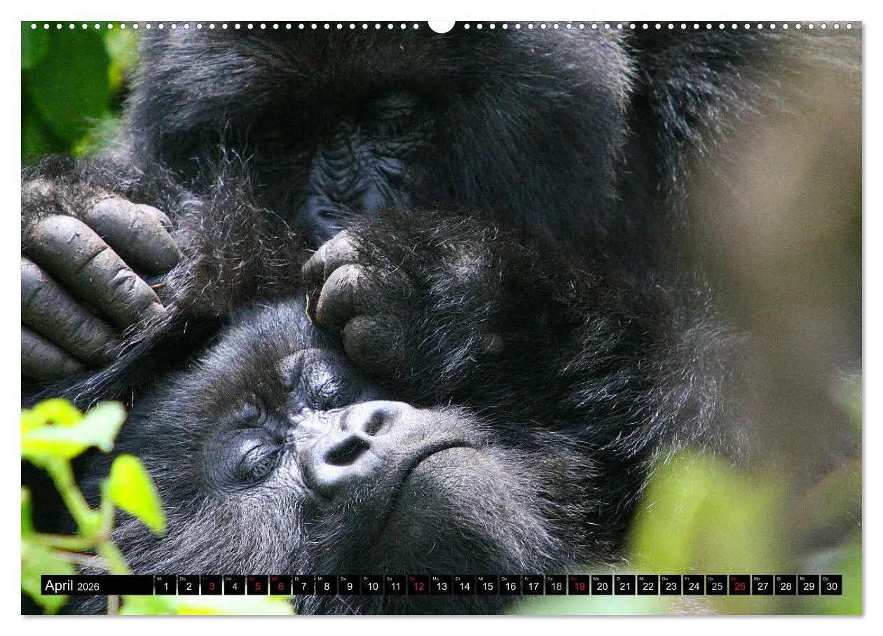 Bild: 9783516142020 | Berggorillas - die sanften Riesen (Wandkalender 2026 DIN A2 quer),...