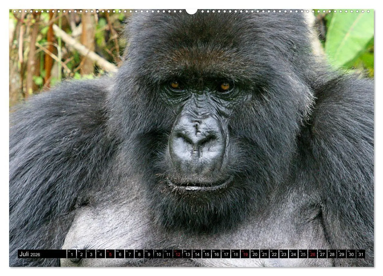 Bild: 9783516142020 | Berggorillas - die sanften Riesen (Wandkalender 2026 DIN A2 quer),...