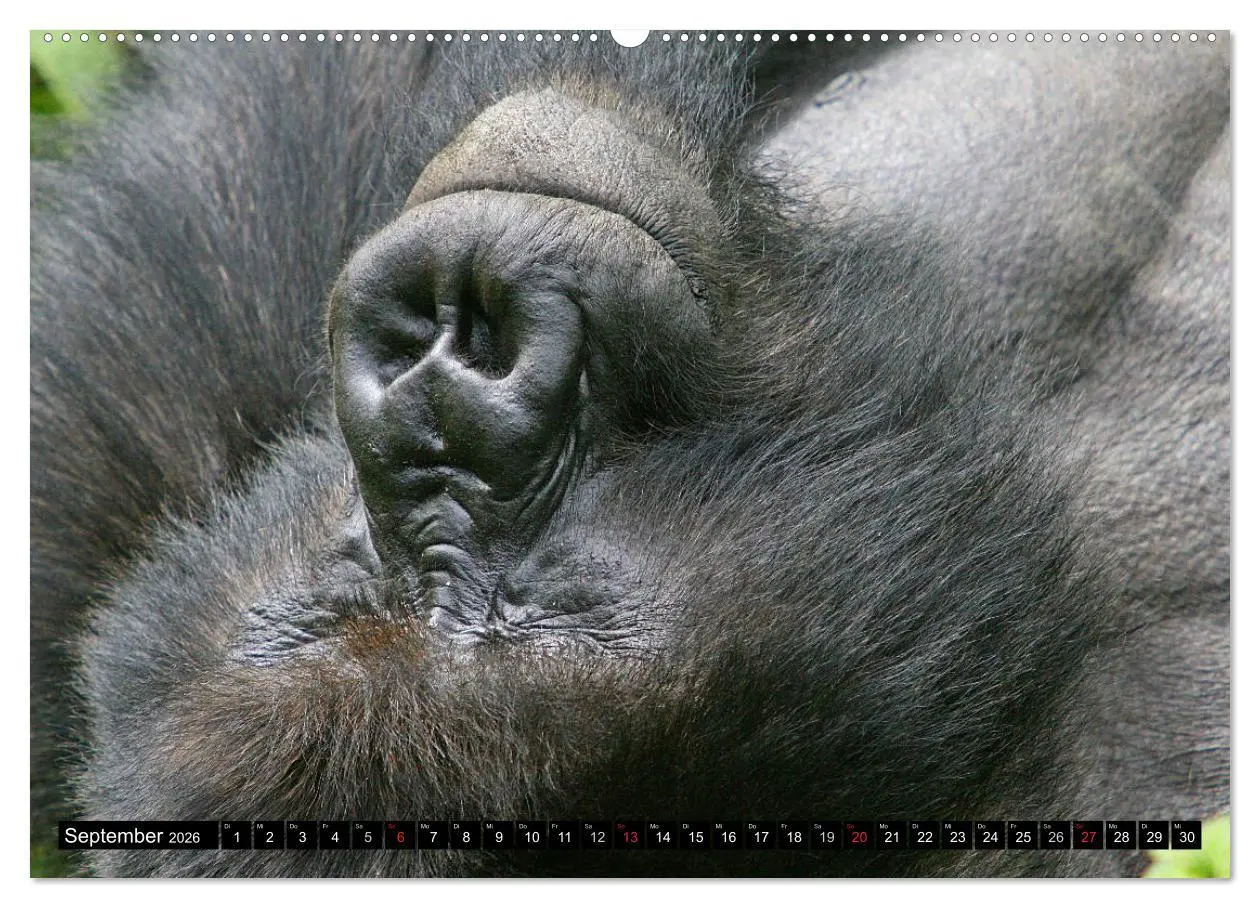 Bild: 9783516142020 | Berggorillas - die sanften Riesen (Wandkalender 2026 DIN A2 quer),...