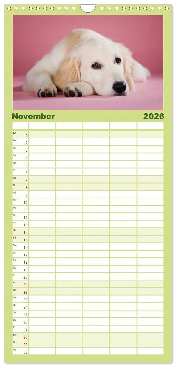 Bild: 9783516522020 | Familienplaner 2026 - Golden Retriever mit 5 Spalten (Wandkalender,...