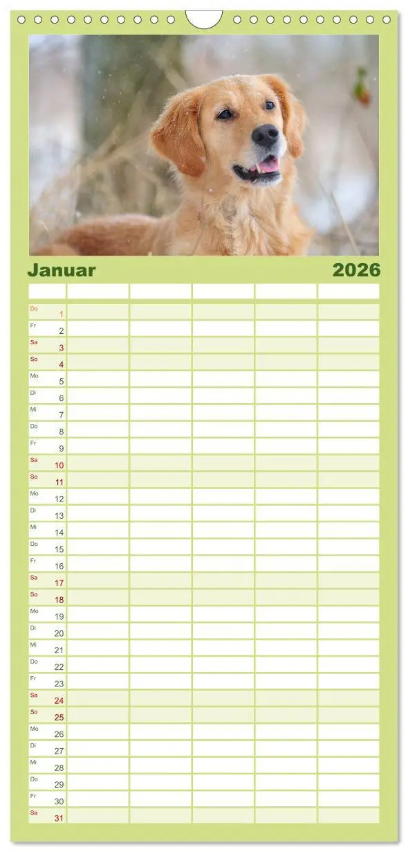 Bild: 9783516522020 | Familienplaner 2026 - Golden Retriever mit 5 Spalten (Wandkalender,...