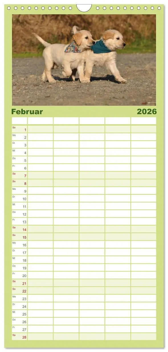 Bild: 9783516522020 | Familienplaner 2026 - Golden Retriever mit 5 Spalten (Wandkalender,...