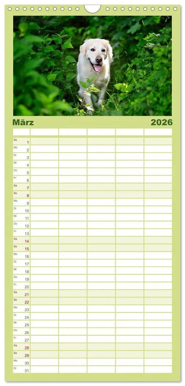 Bild: 9783516522020 | Familienplaner 2026 - Golden Retriever mit 5 Spalten (Wandkalender,...