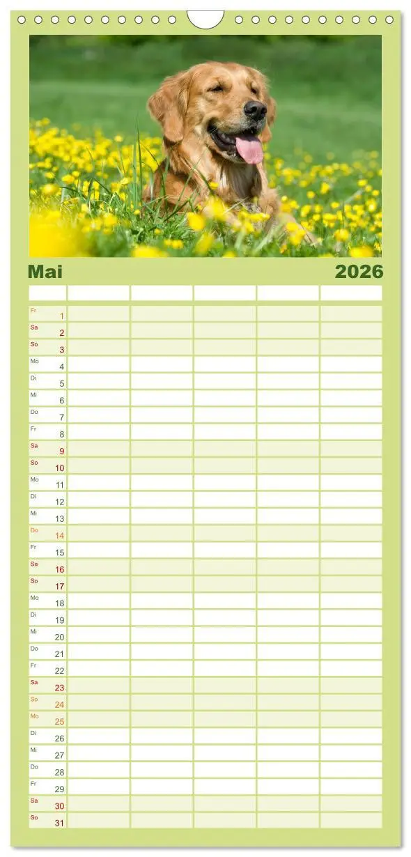 Bild: 9783516522020 | Familienplaner 2026 - Golden Retriever mit 5 Spalten (Wandkalender,...