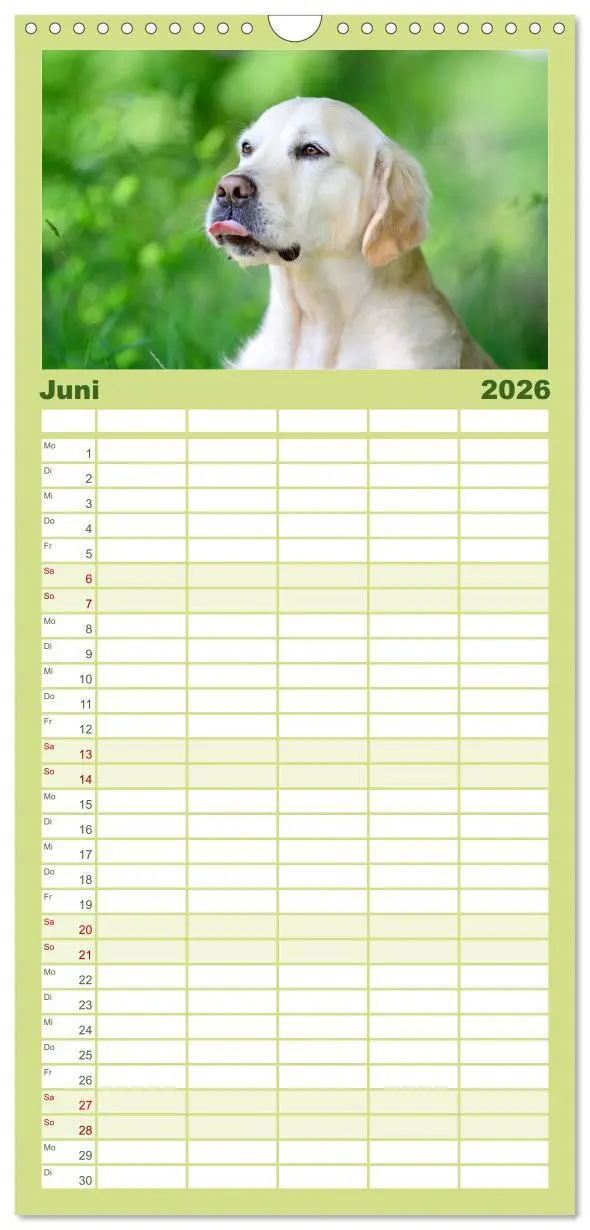 Bild: 9783516522020 | Familienplaner 2026 - Golden Retriever mit 5 Spalten (Wandkalender,...