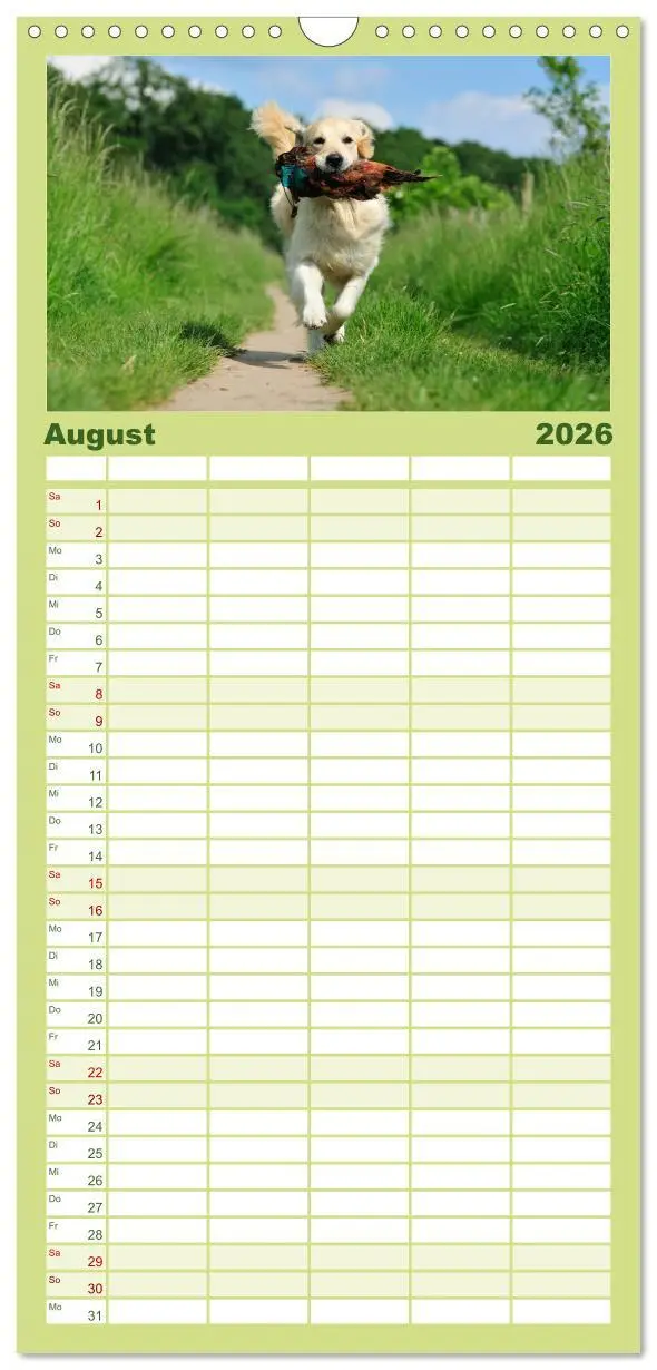 Bild: 9783516522020 | Familienplaner 2026 - Golden Retriever mit 5 Spalten (Wandkalender,...