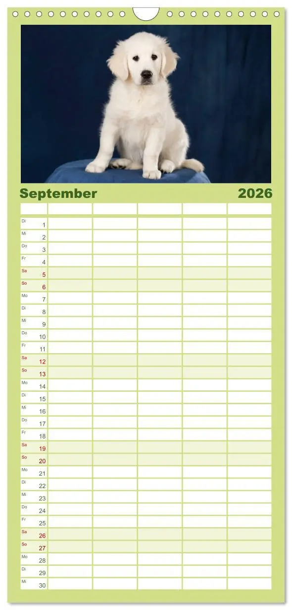 Bild: 9783516522020 | Familienplaner 2026 - Golden Retriever mit 5 Spalten (Wandkalender,...