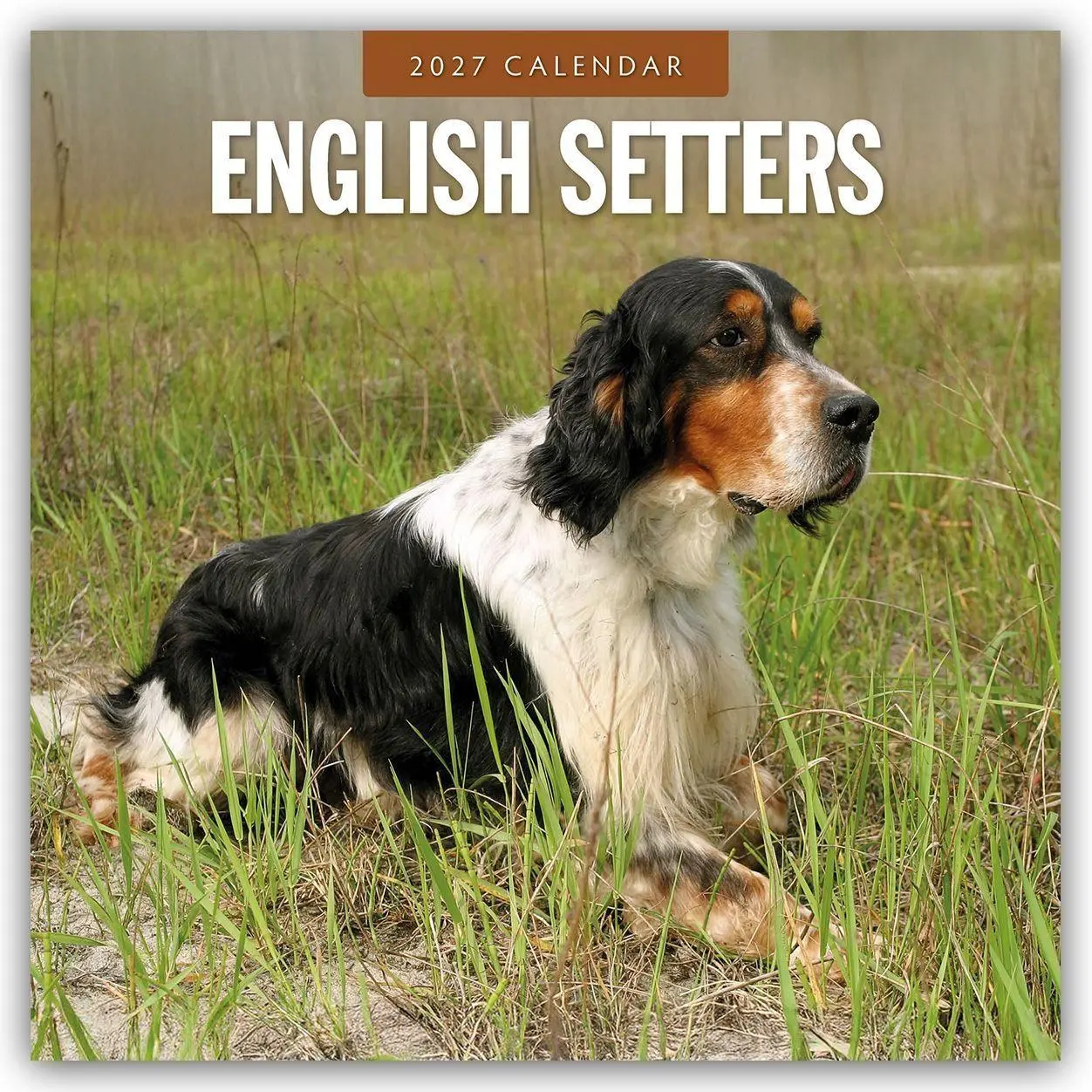 Cover: 9781837012220 | English Setters - Englisch Setter 2027 - 16-Monatskalender | Robin Red