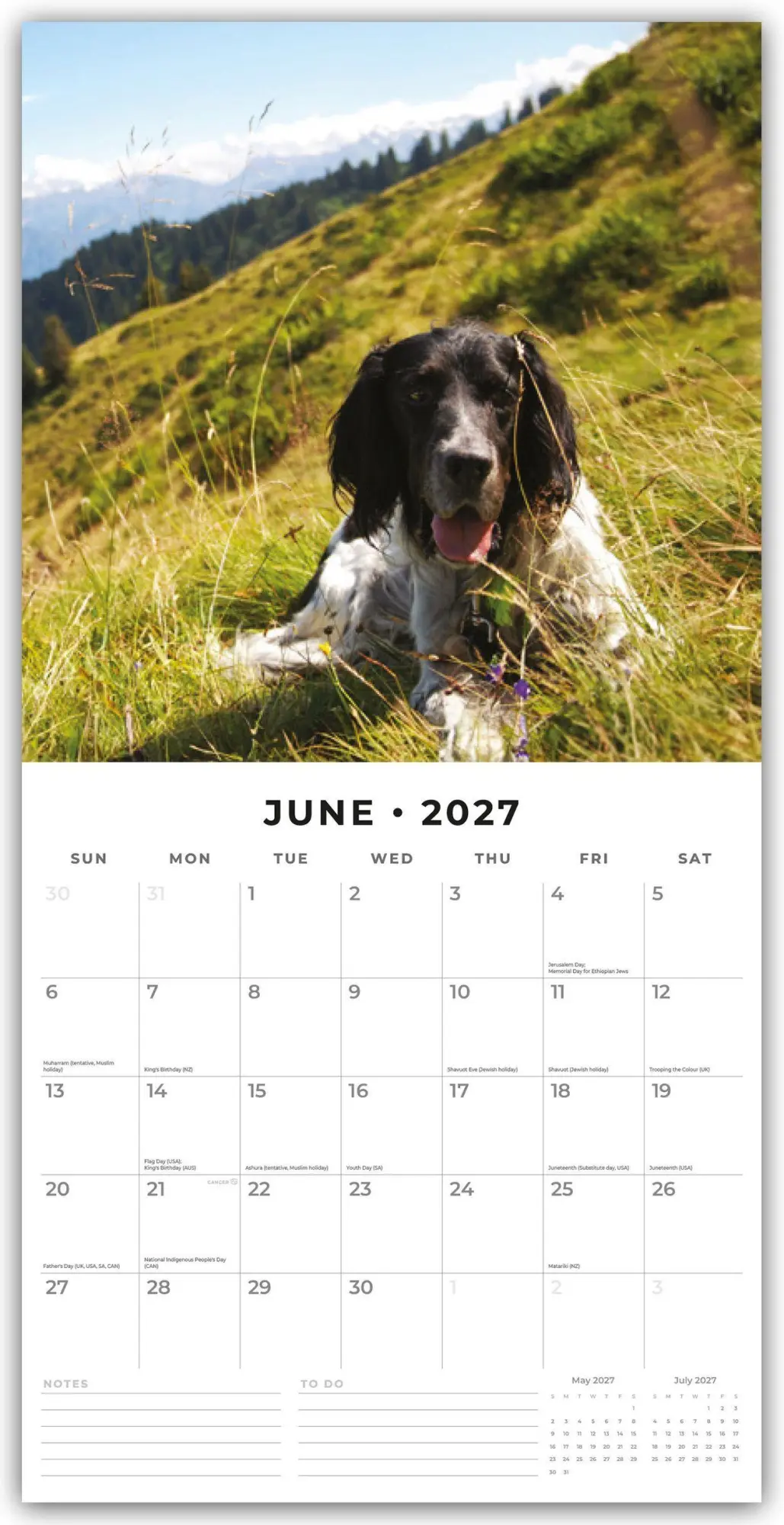 Bild: 9781837012220 | English Setters - Englisch Setter 2027 - 16-Monatskalender | Robin Red