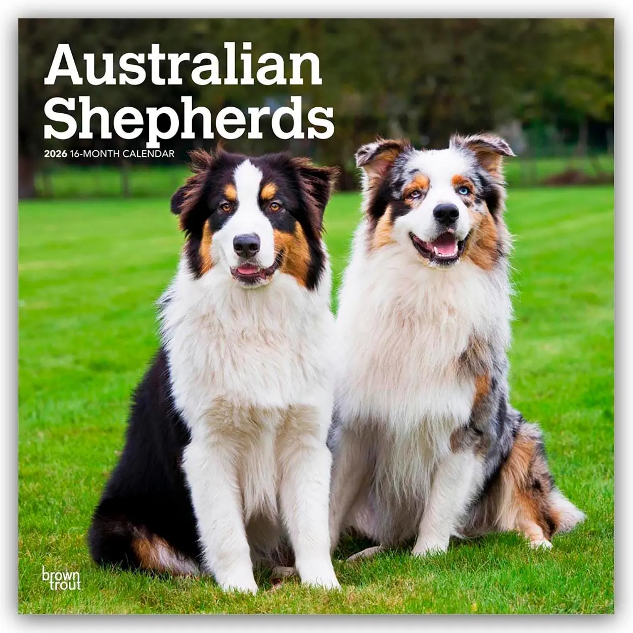 Cover: 9798330702220 | Australian Shepherds 2026 - 16-Monatskalender | Browntrout Publishers