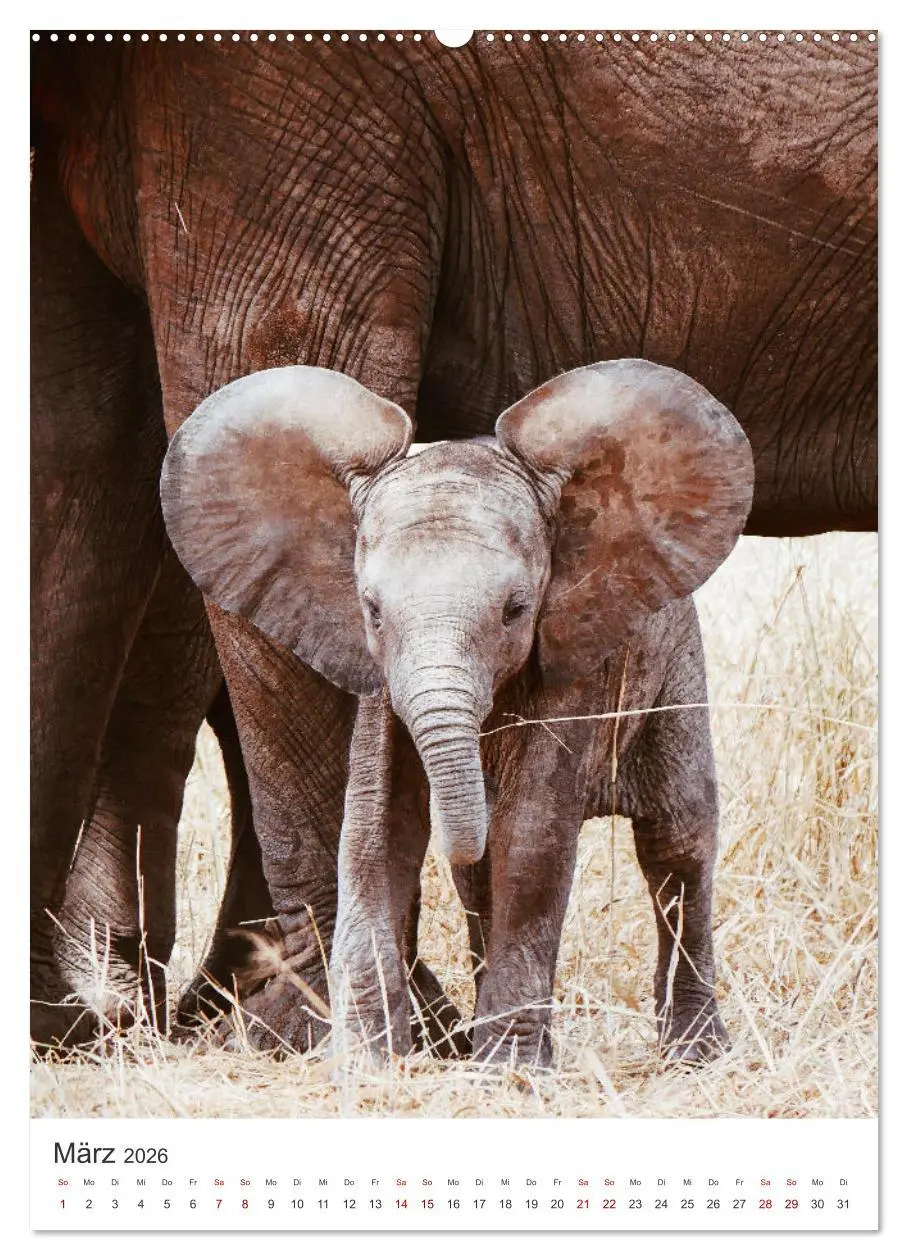 Bild: 9783516352320 | Elefanten - Die Herzeroberer der Tierwelt. (Wandkalender 2026 DIN...
