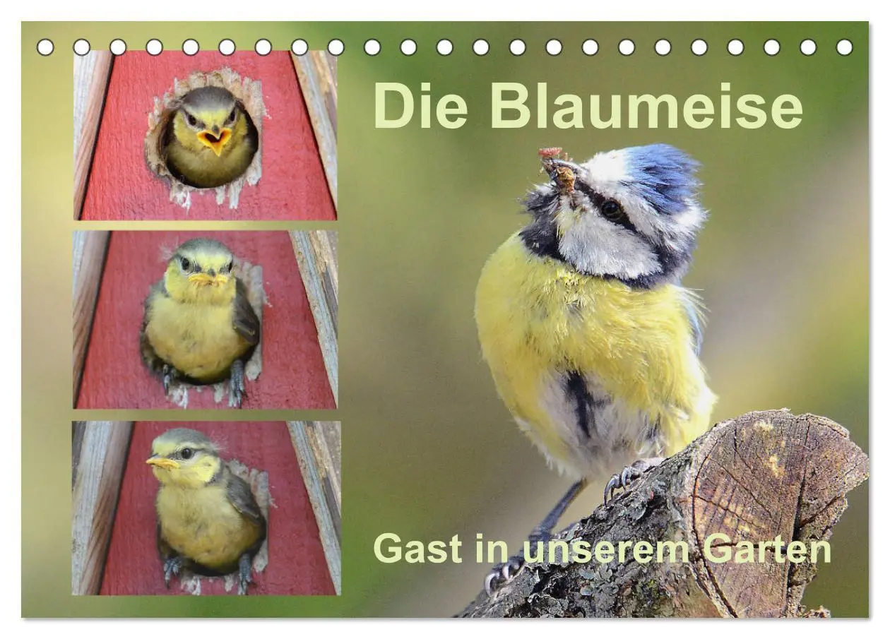 Cover: 9783457702420 | Die Blaumeise, Gast in unserem Garten (Tischkalender 2026 DIN A5...