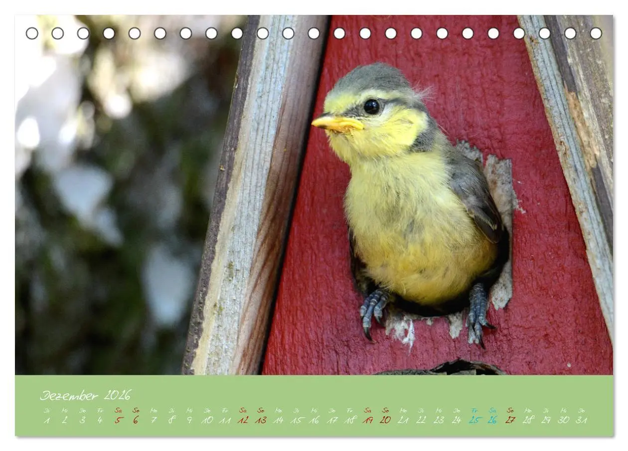 Bild: 9783457702420 | Die Blaumeise, Gast in unserem Garten (Tischkalender 2026 DIN A5...
