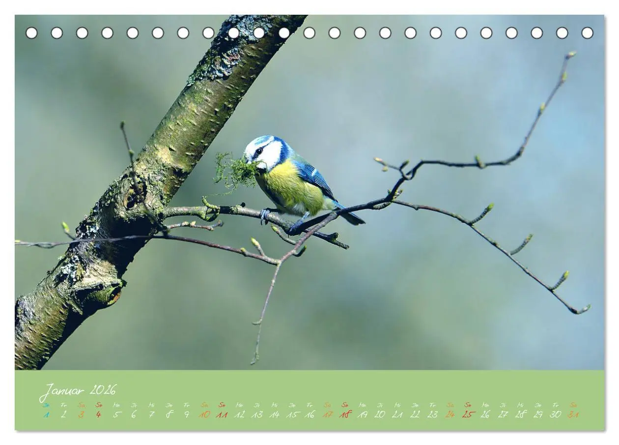 Bild: 9783457702420 | Die Blaumeise, Gast in unserem Garten (Tischkalender 2026 DIN A5...