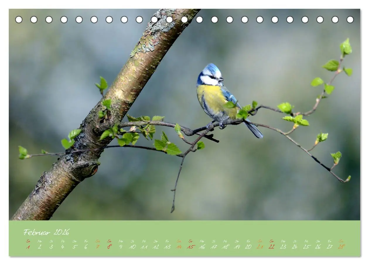 Bild: 9783457702420 | Die Blaumeise, Gast in unserem Garten (Tischkalender 2026 DIN A5...