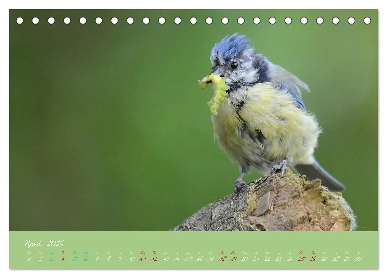 Bild: 9783457702420 | Die Blaumeise, Gast in unserem Garten (Tischkalender 2026 DIN A5...