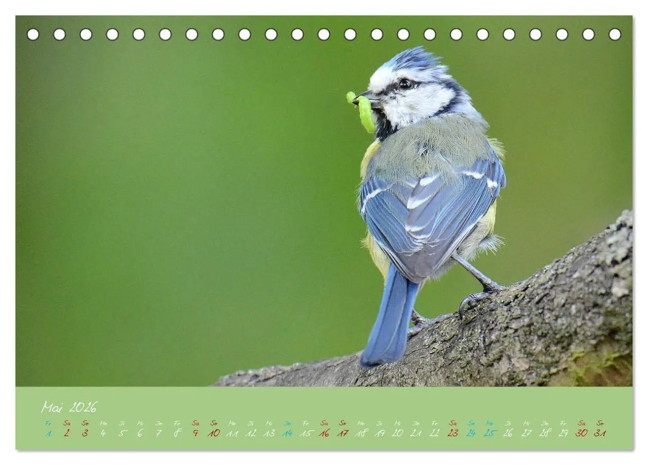 Bild: 9783457702420 | Die Blaumeise, Gast in unserem Garten (Tischkalender 2026 DIN A5...
