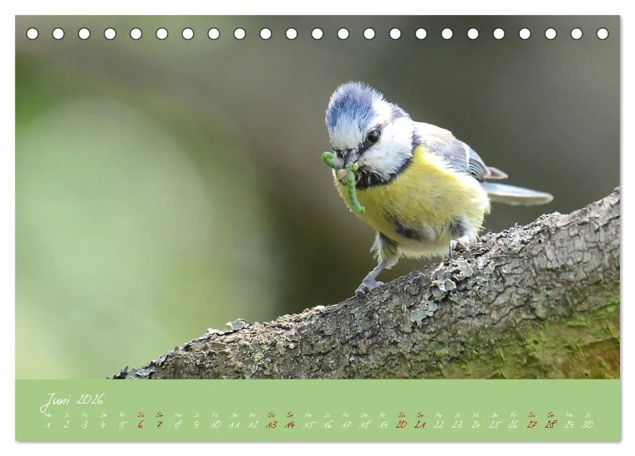 Bild: 9783457702420 | Die Blaumeise, Gast in unserem Garten (Tischkalender 2026 DIN A5...