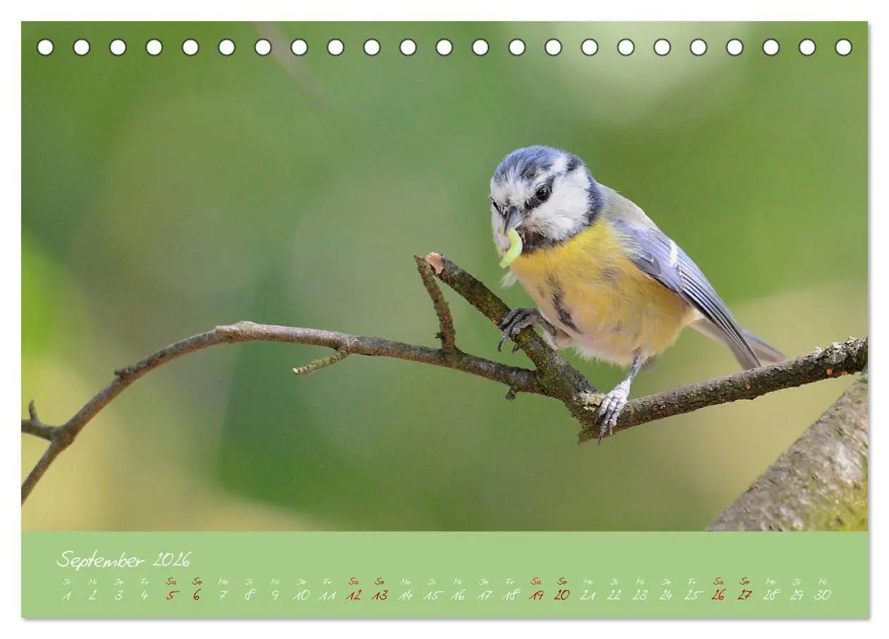 Bild: 9783457702420 | Die Blaumeise, Gast in unserem Garten (Tischkalender 2026 DIN A5...