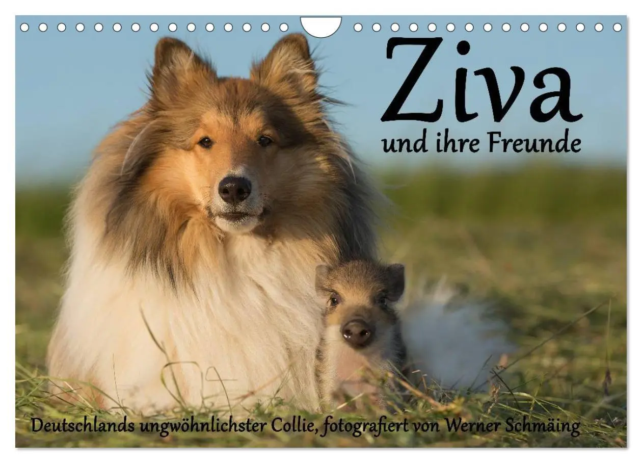 Cover: 9783516002720 | Ziva und ihre Freunde (Wandkalender 2026 DIN A4 quer), CALVENDO...