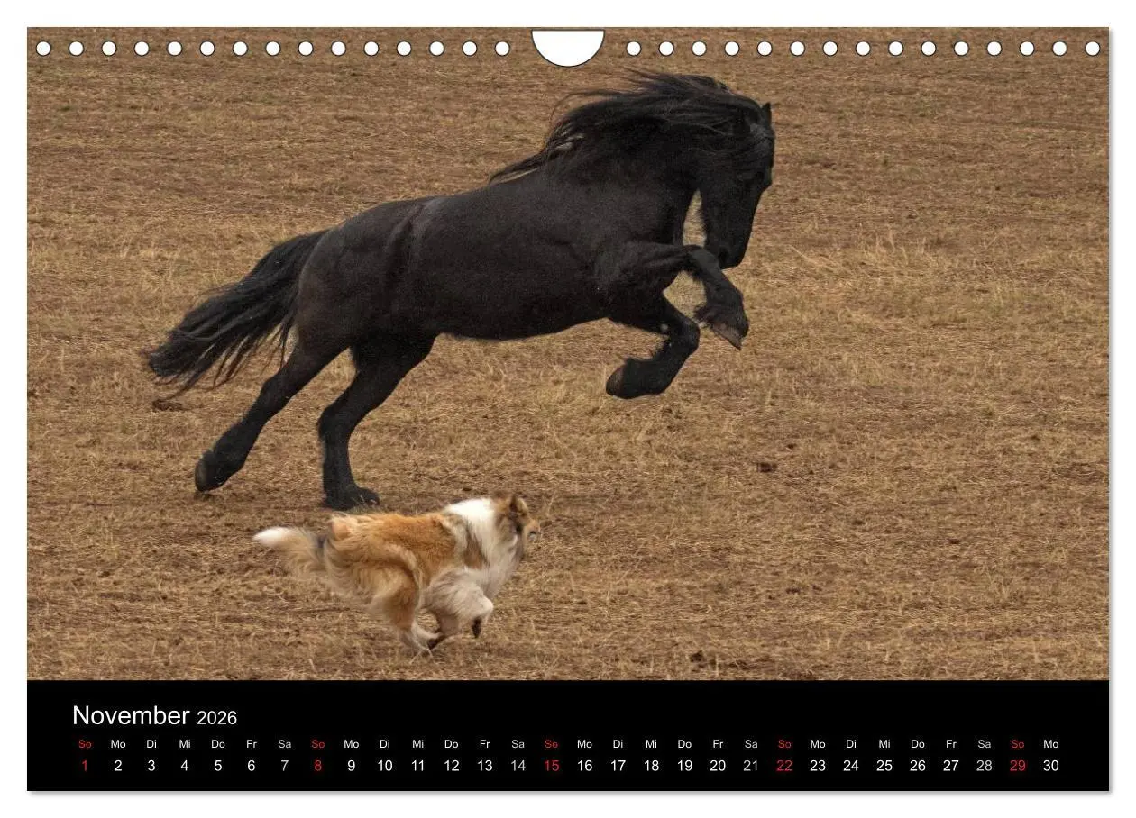 Bild: 9783516002720 | Ziva und ihre Freunde (Wandkalender 2026 DIN A4 quer), CALVENDO...