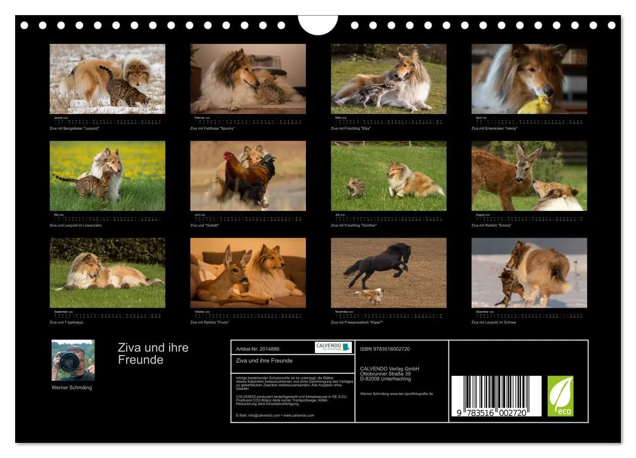 Bild: 9783516002720 | Ziva und ihre Freunde (Wandkalender 2026 DIN A4 quer), CALVENDO...
