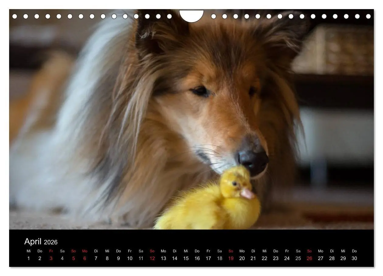 Bild: 9783516002720 | Ziva und ihre Freunde (Wandkalender 2026 DIN A4 quer), CALVENDO...