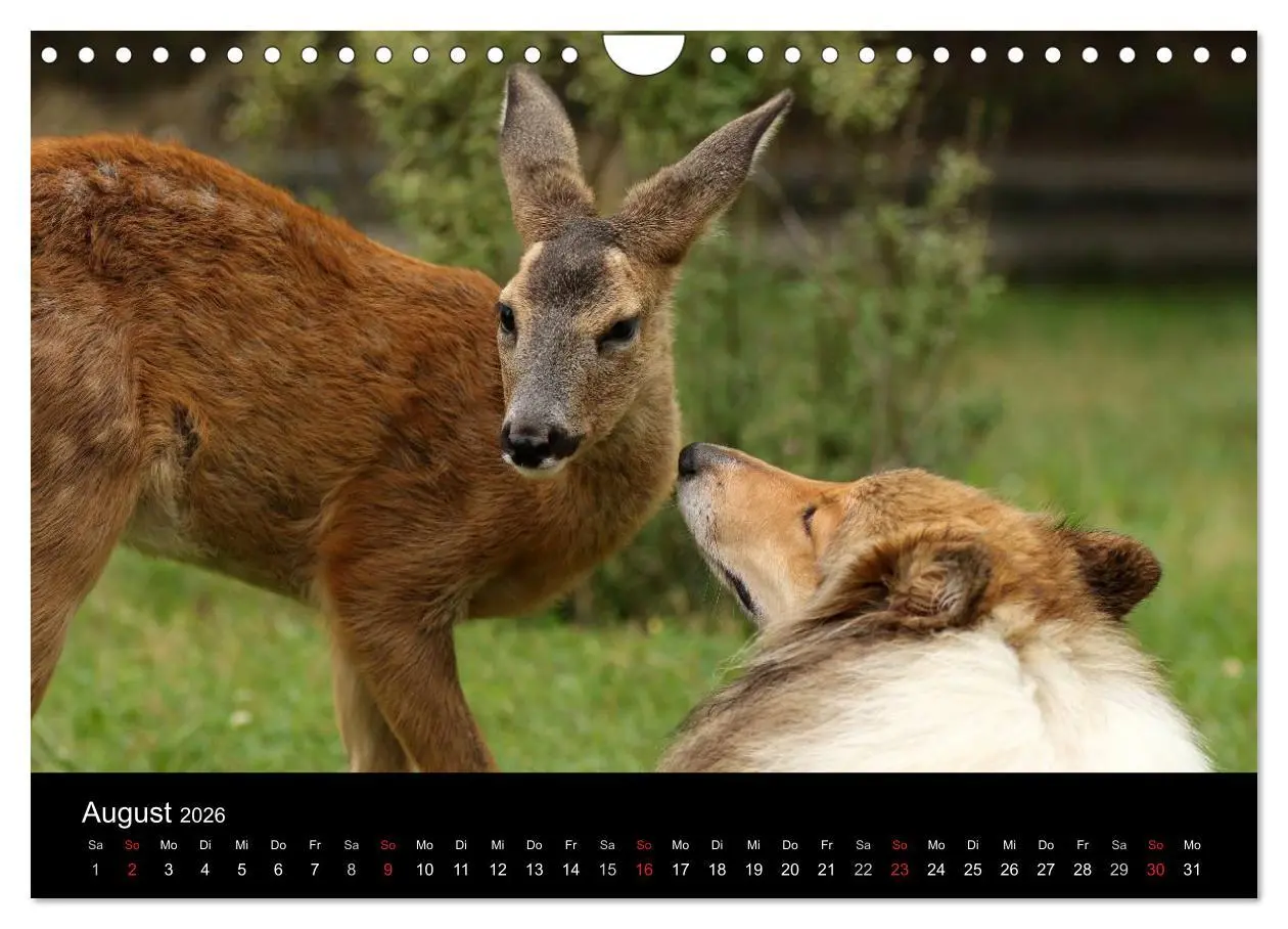 Bild: 9783516002720 | Ziva und ihre Freunde (Wandkalender 2026 DIN A4 quer), CALVENDO...