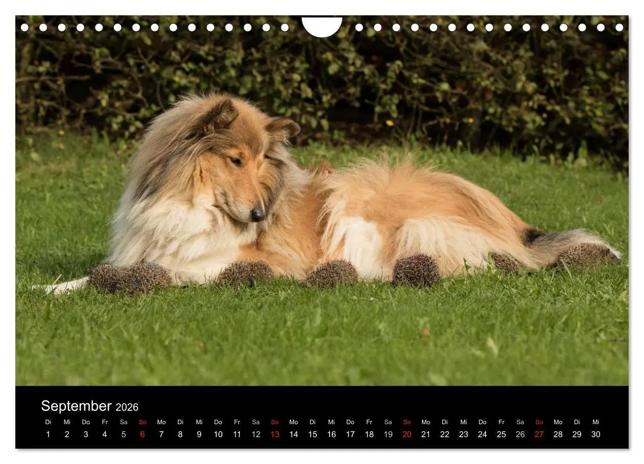 Bild: 9783516002720 | Ziva und ihre Freunde (Wandkalender 2026 DIN A4 quer), CALVENDO...