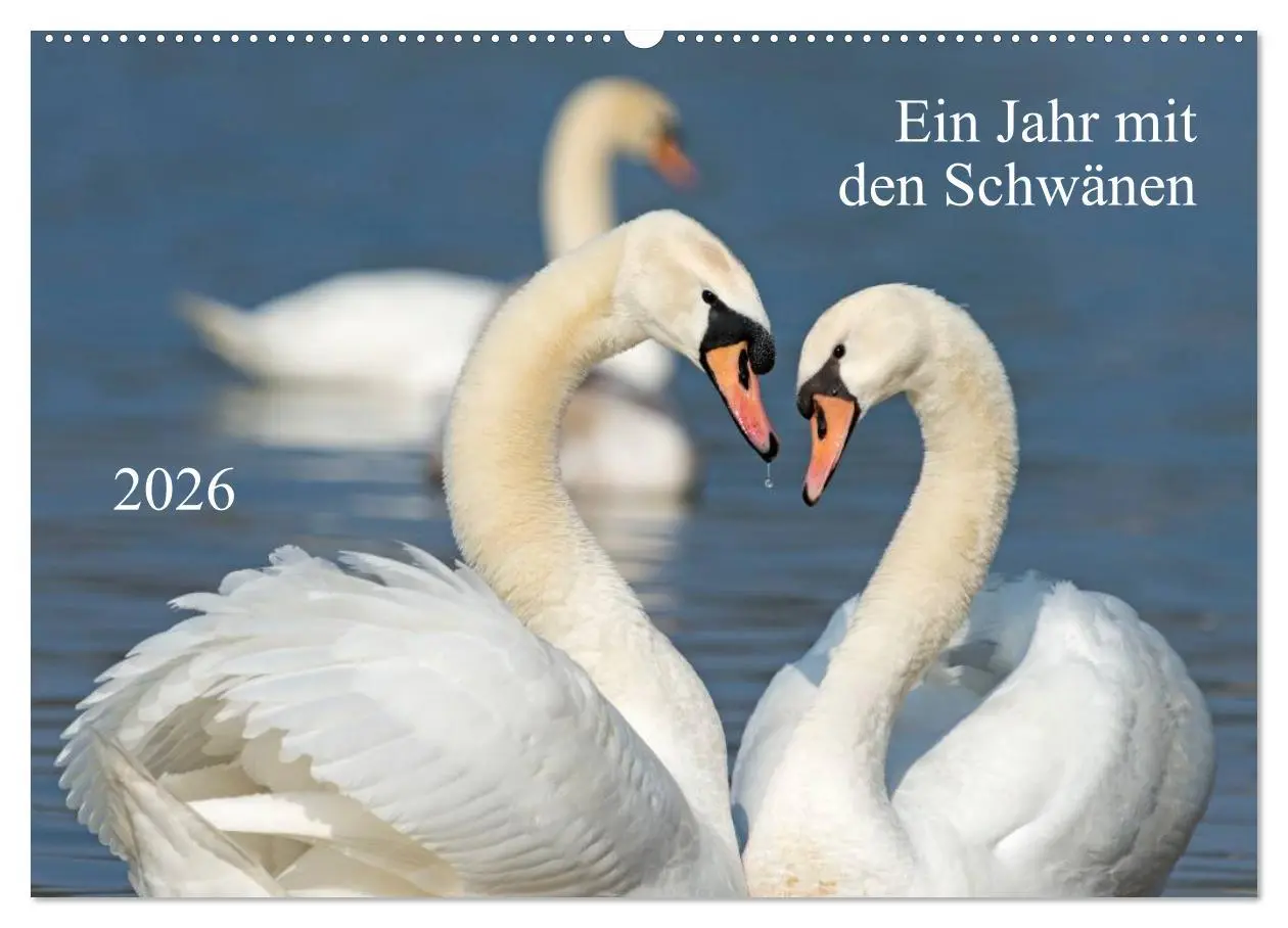 Cover: 9783516092820 | Ein Jahr mit den Schwänen (Wandkalender 2026 DIN A2 quer), CALVENDO...