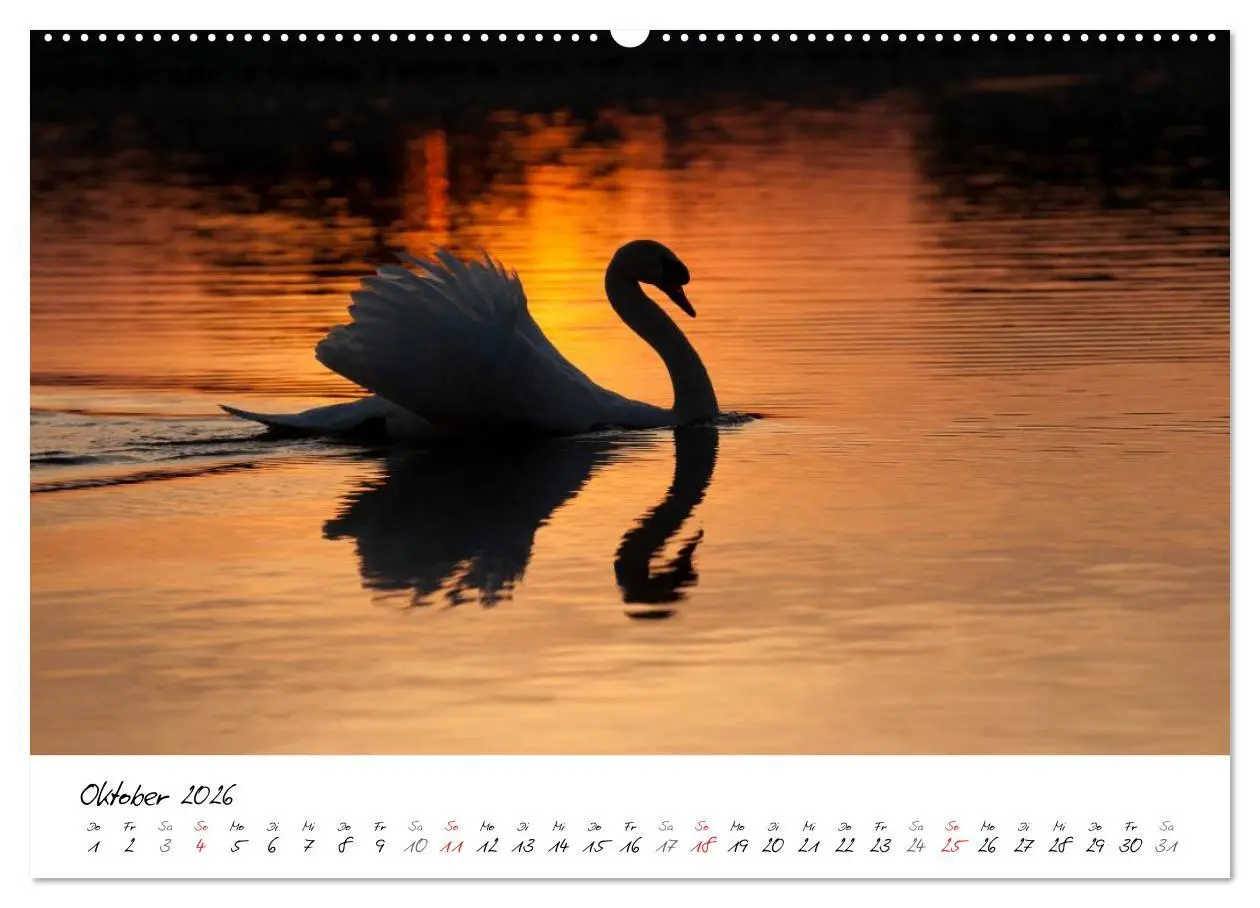 Bild: 9783516092820 | Ein Jahr mit den Schwänen (Wandkalender 2026 DIN A2 quer), CALVENDO...