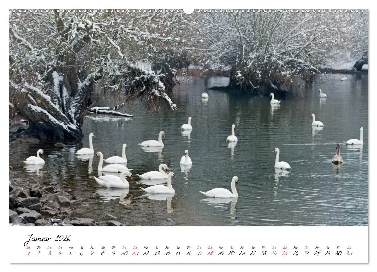 Bild: 9783516092820 | Ein Jahr mit den Schwänen (Wandkalender 2026 DIN A2 quer), CALVENDO...