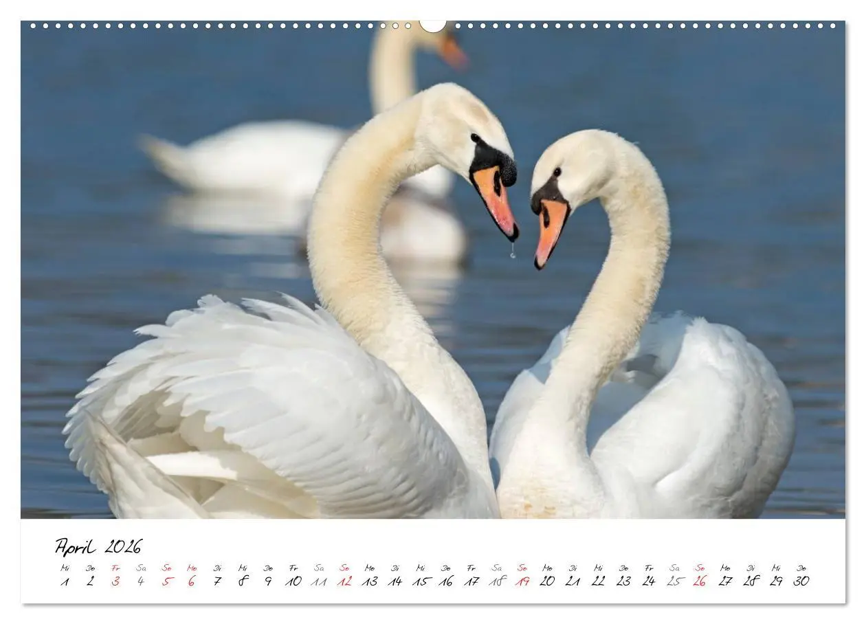Bild: 9783516092820 | Ein Jahr mit den Schwänen (Wandkalender 2026 DIN A2 quer), CALVENDO...