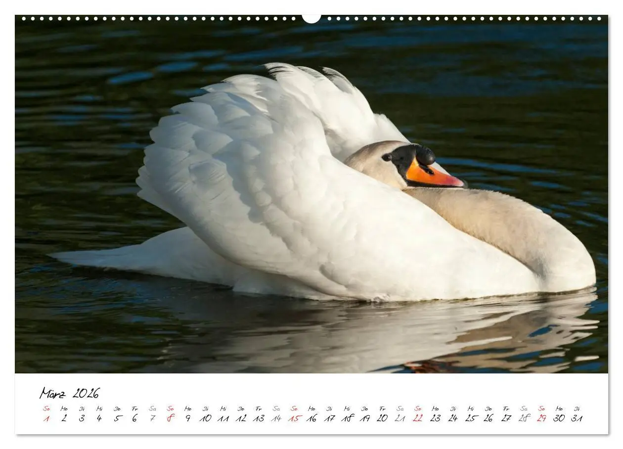 Bild: 9783516092820 | Ein Jahr mit den Schwänen (Wandkalender 2026 DIN A2 quer), CALVENDO...