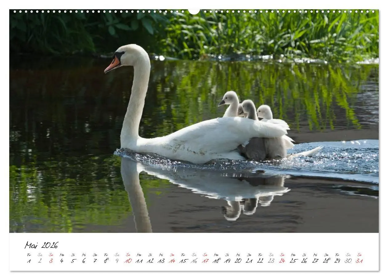 Bild: 9783516092820 | Ein Jahr mit den Schwänen (Wandkalender 2026 DIN A2 quer), CALVENDO...