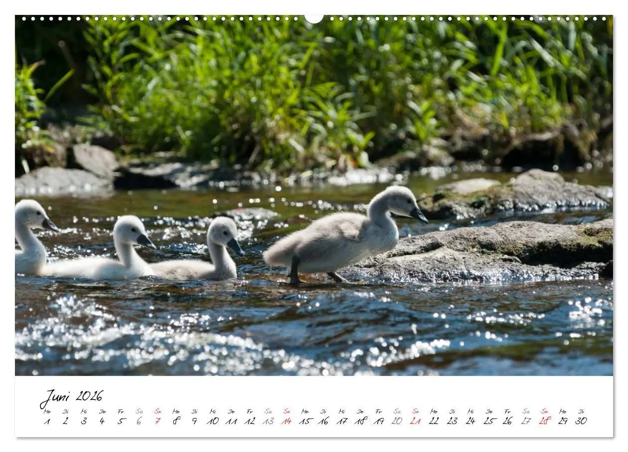 Bild: 9783516092820 | Ein Jahr mit den Schwänen (Wandkalender 2026 DIN A2 quer), CALVENDO...