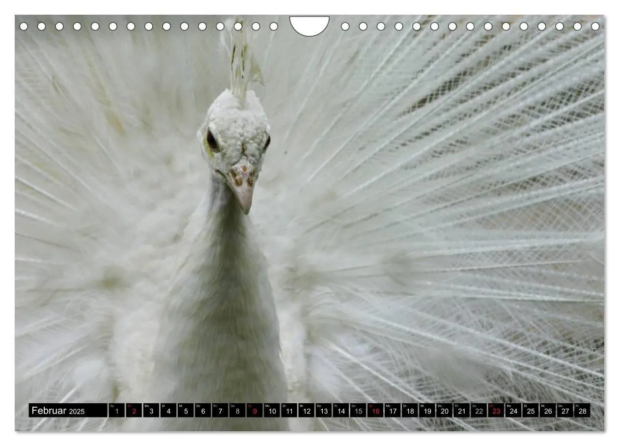 Bild: 9783435732920 | Pfaue. Prächtig und schillernd (Wandkalender 2025 DIN A4 quer),...