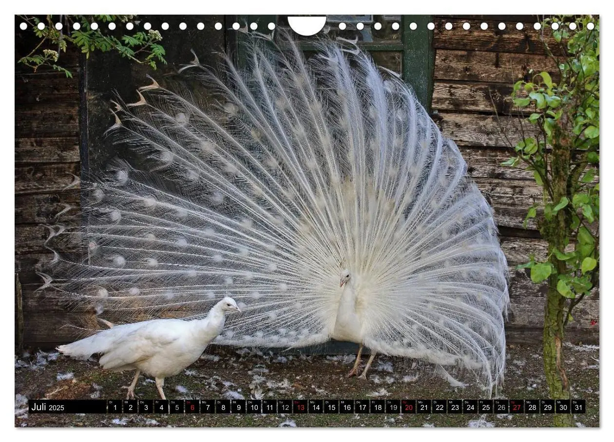 Bild: 9783435732920 | Pfaue. Prächtig und schillernd (Wandkalender 2025 DIN A4 quer),...