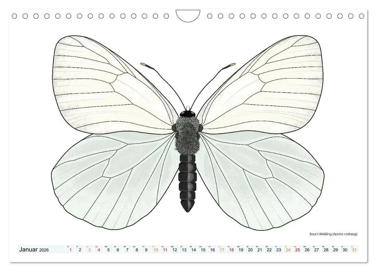 Bild: 9783457372920 | Schmetterlinge illustriert (Wandkalender 2026 DIN A4 quer),...