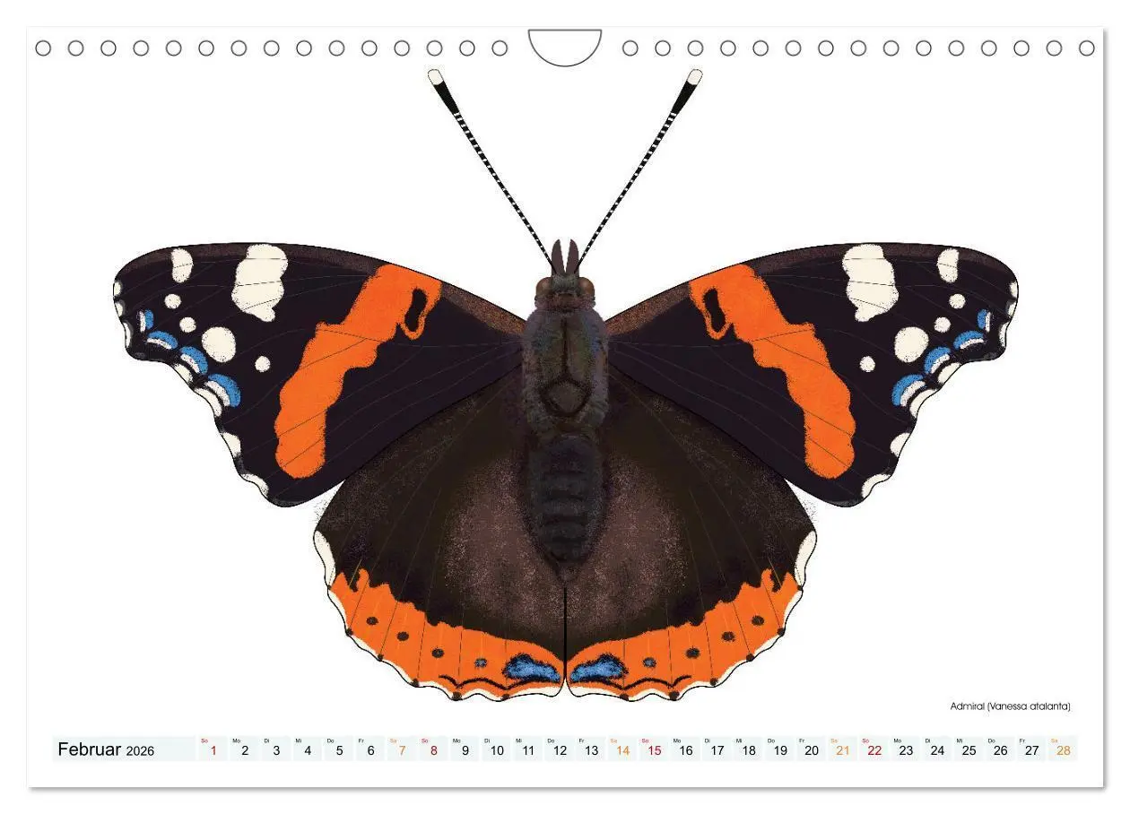 Bild: 9783457372920 | Schmetterlinge illustriert (Wandkalender 2026 DIN A4 quer),...