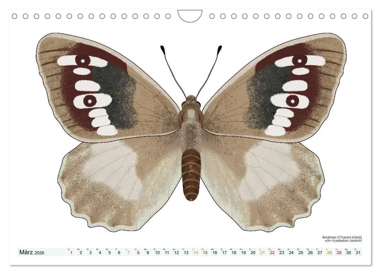 Bild: 9783457372920 | Schmetterlinge illustriert (Wandkalender 2026 DIN A4 quer),...
