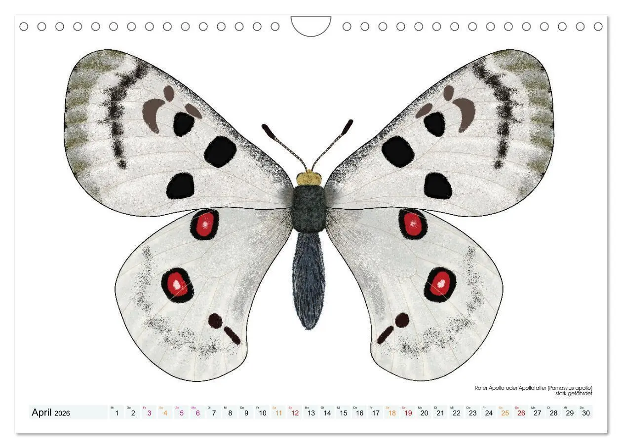 Bild: 9783457372920 | Schmetterlinge illustriert (Wandkalender 2026 DIN A4 quer),...