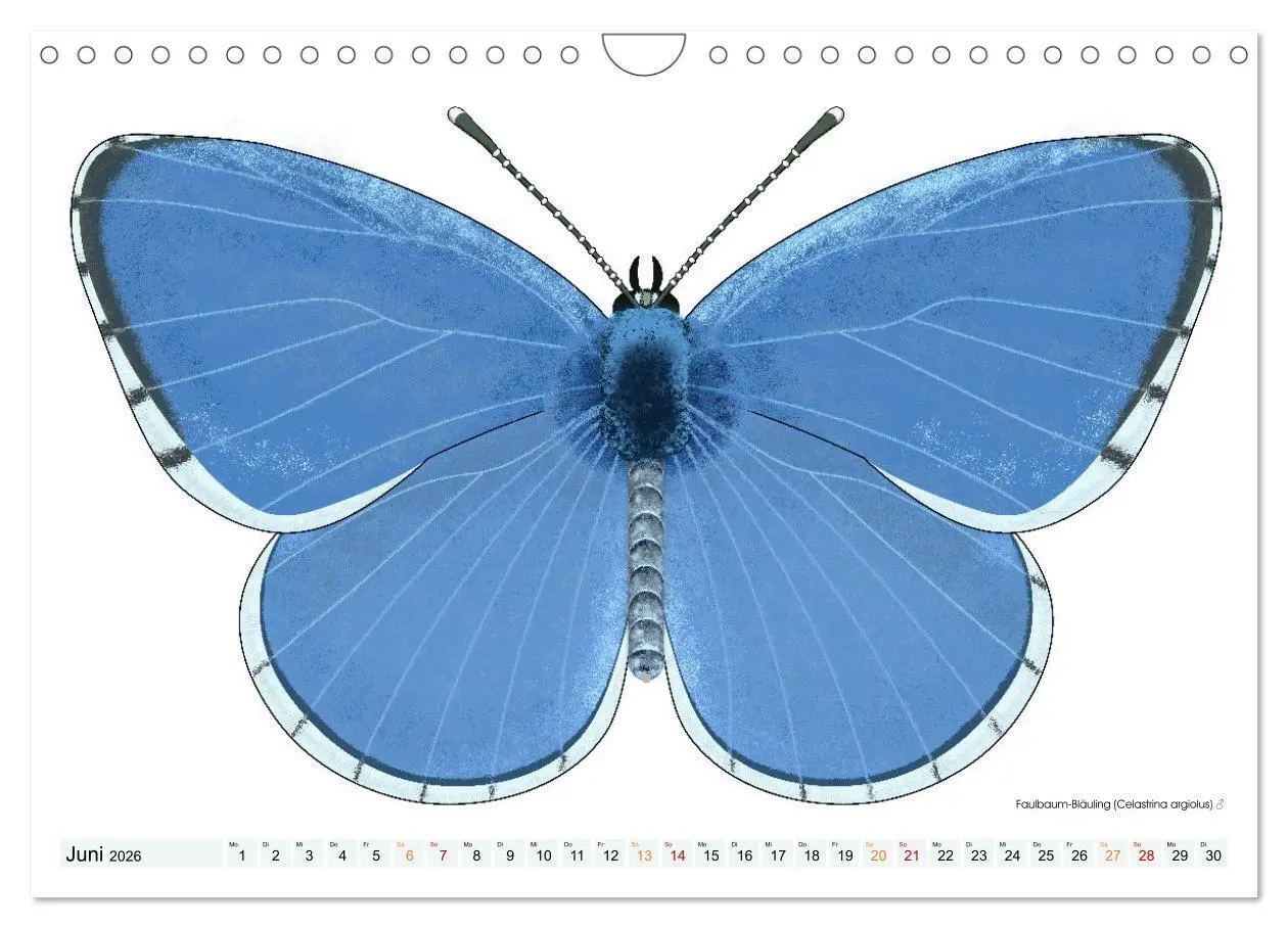 Bild: 9783457372920 | Schmetterlinge illustriert (Wandkalender 2026 DIN A4 quer),...