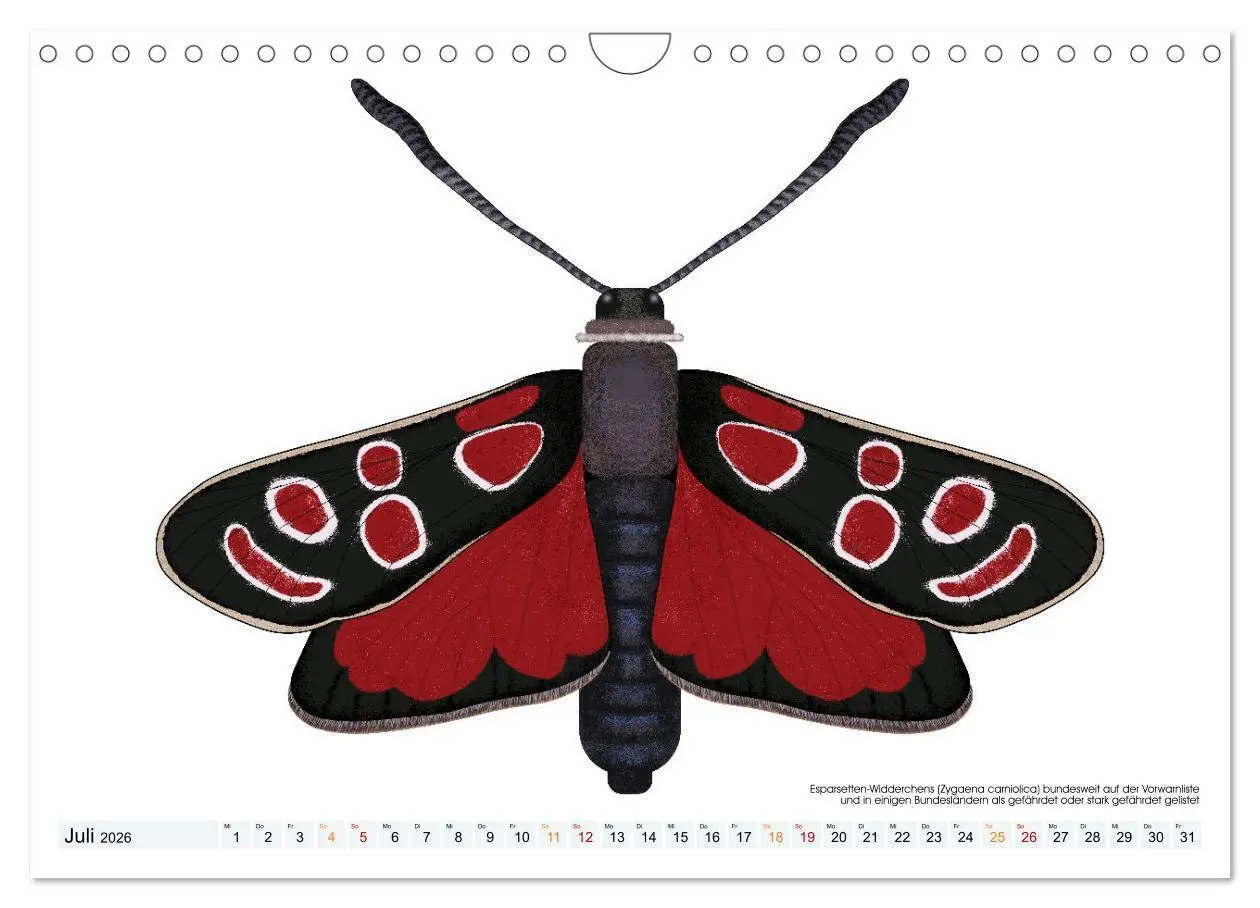 Bild: 9783457372920 | Schmetterlinge illustriert (Wandkalender 2026 DIN A4 quer),...