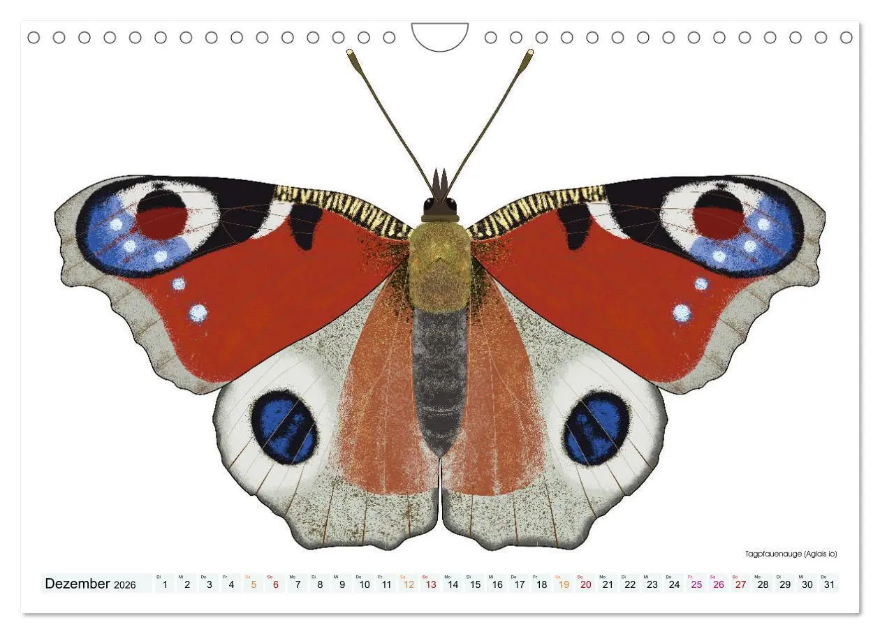 Bild: 9783457372920 | Schmetterlinge illustriert (Wandkalender 2026 DIN A4 quer),...