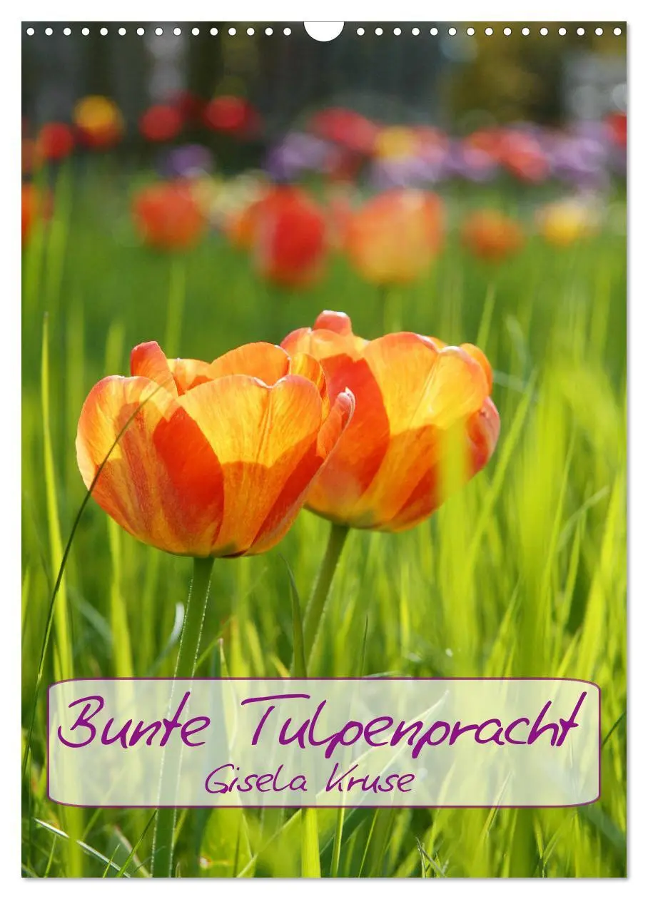 Cover: 9783516392920 | Bunte Tulpenpracht (Wandkalender 2026 DIN A3 hoch), CALVENDO...